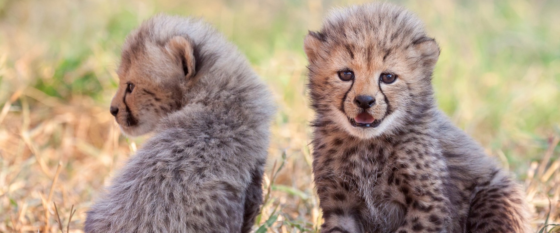 Cheetah cubs, by Stu Porter