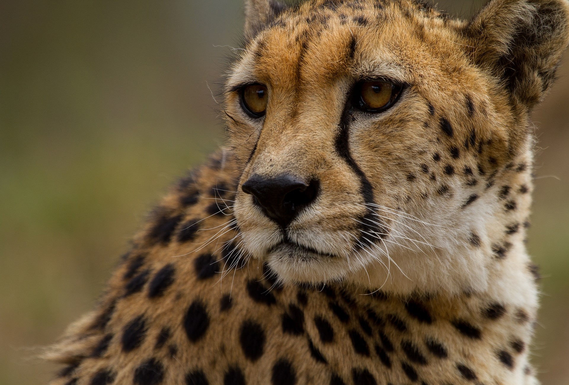 Cheetah, by Kai Malter