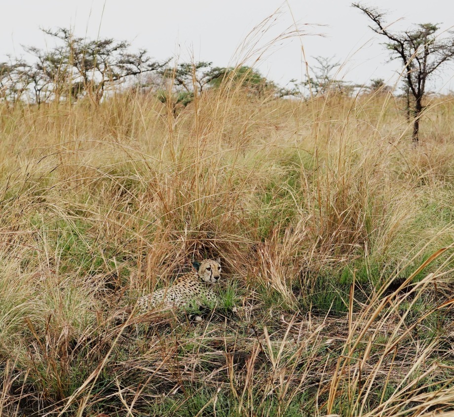 A cheetah lies in the project landscape, courtesy of African Parks/© Marcus Westberg