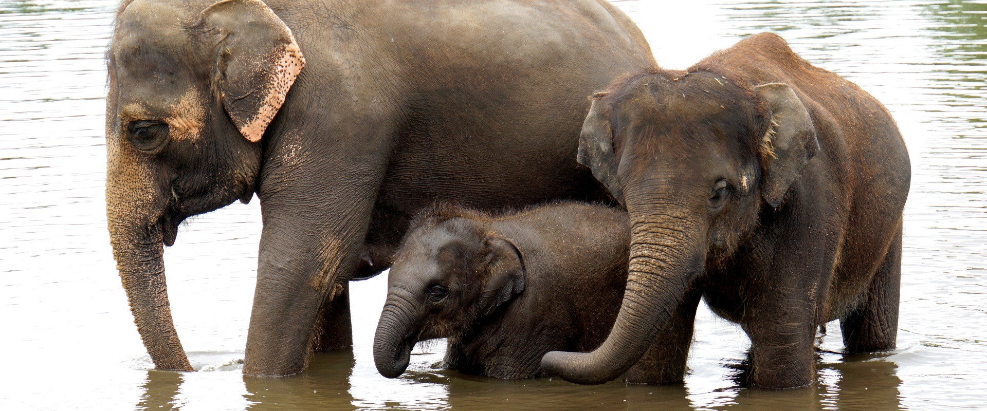 The Endangered Asian Elephant, by Dennis Jarvis/Flickr