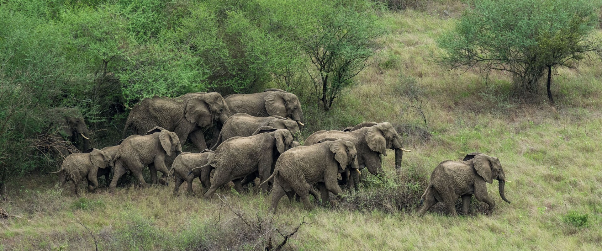 A herd of elephants in Boma and Badingilo National Parks, South Sudan, courtesy African Parks/© Marcus Westberg