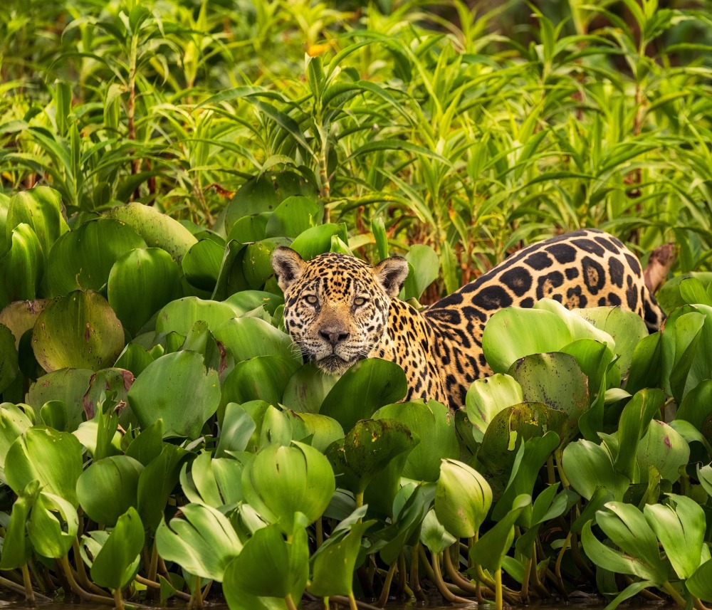 Jaguar, by Fabianomr