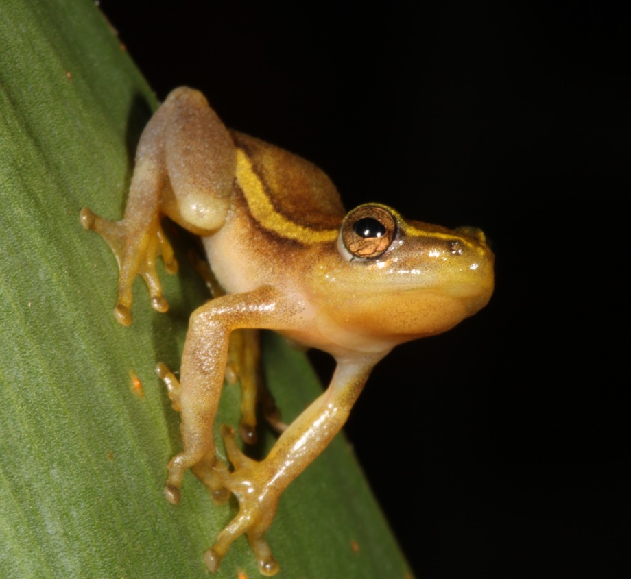 Pickersgill's Reed Frog, by D. Kruger