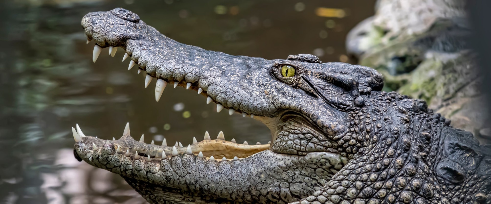 The Critically Endangered Siamese Crocodile, or freshwater crocodile.