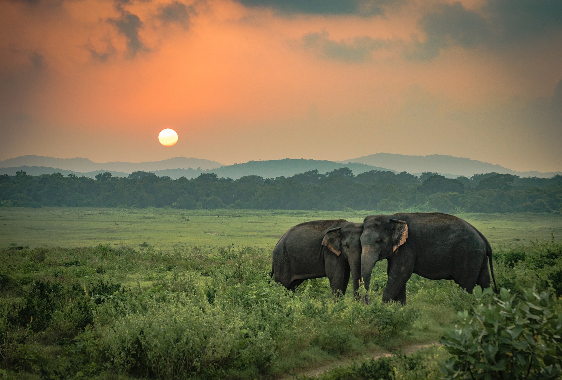 Sri Lankan Elephant, by Gregory Zamell