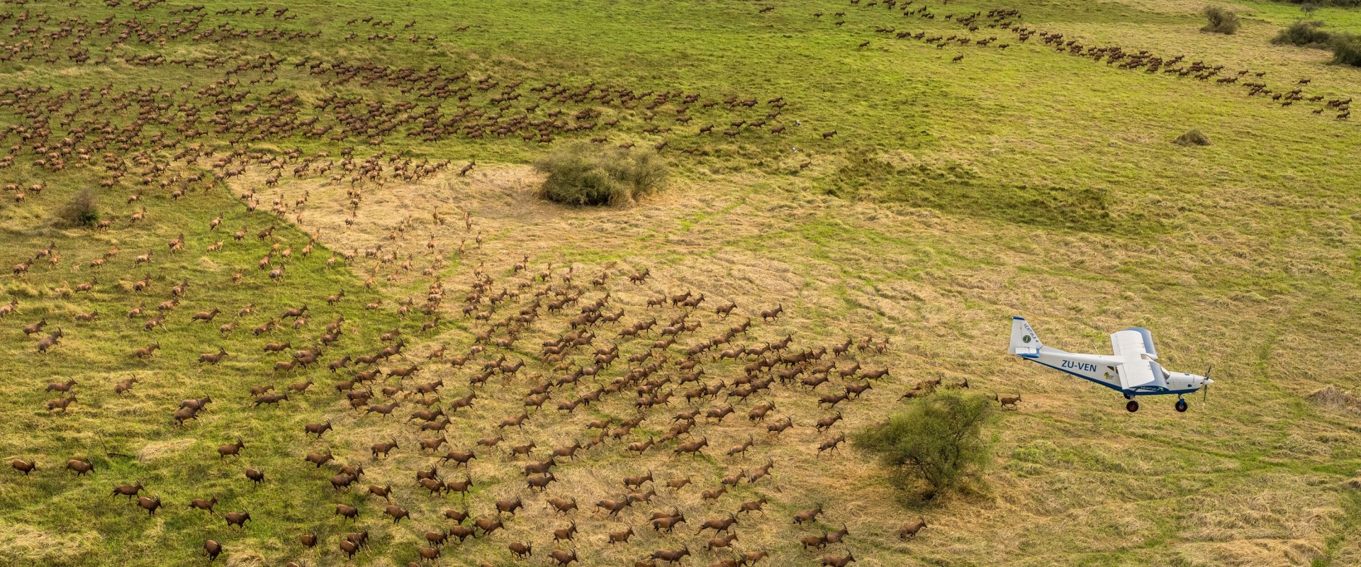 Tiang in Boma and Badingilo National Parks, South Sudan, courtesy African Parks/© Marcus Westberg