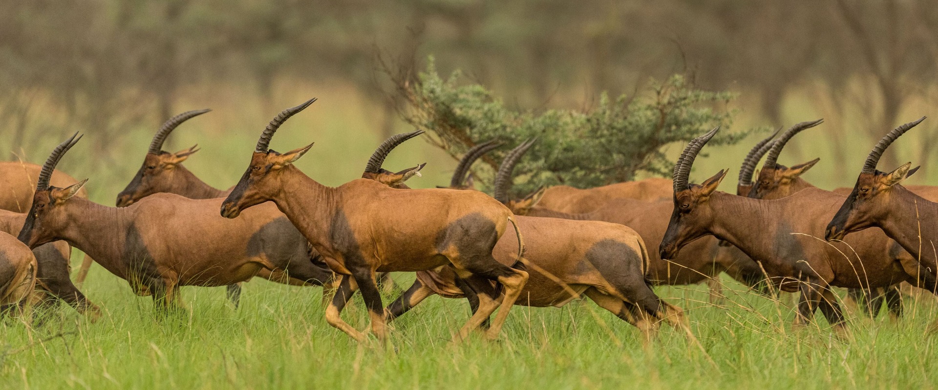 Tiang in Boma and Badingilo National Parks, South Sudan, courtesy African Parks/© Marcus Westberg