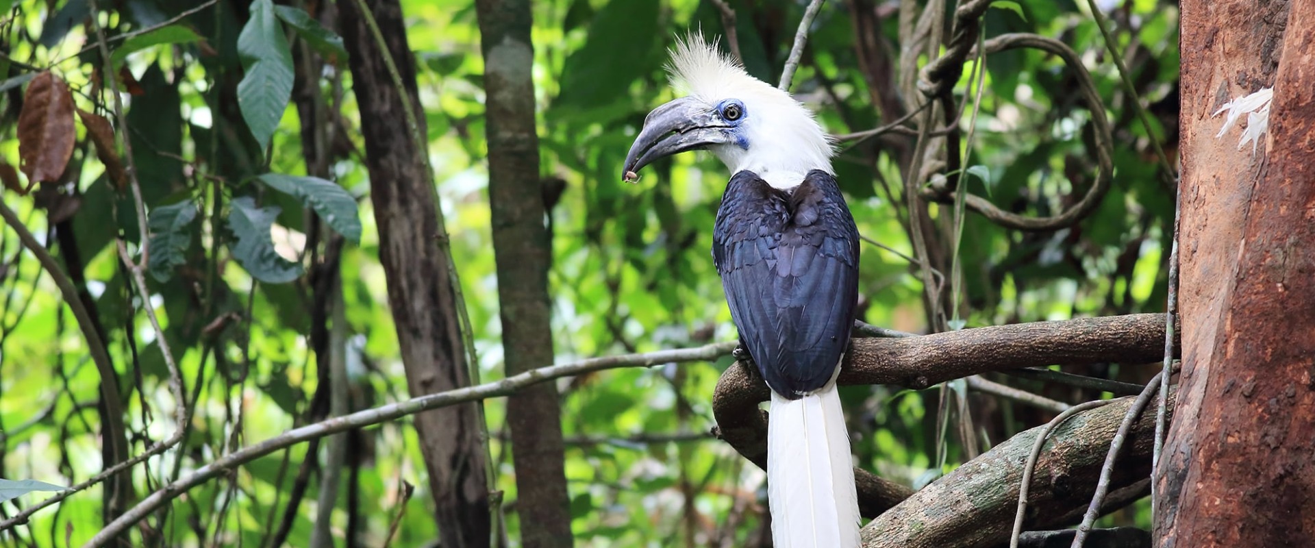 The Endangered White-crowned Hornbill sits in a tree in the forests of Thailand