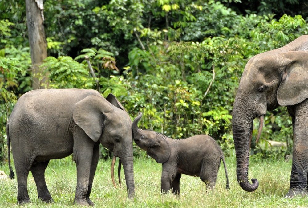 African Forest Elephant, by Sergey Uryadnikov