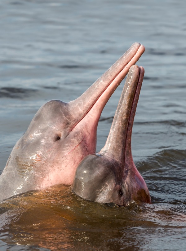 The Amazon River Dolphin, by Coulanges