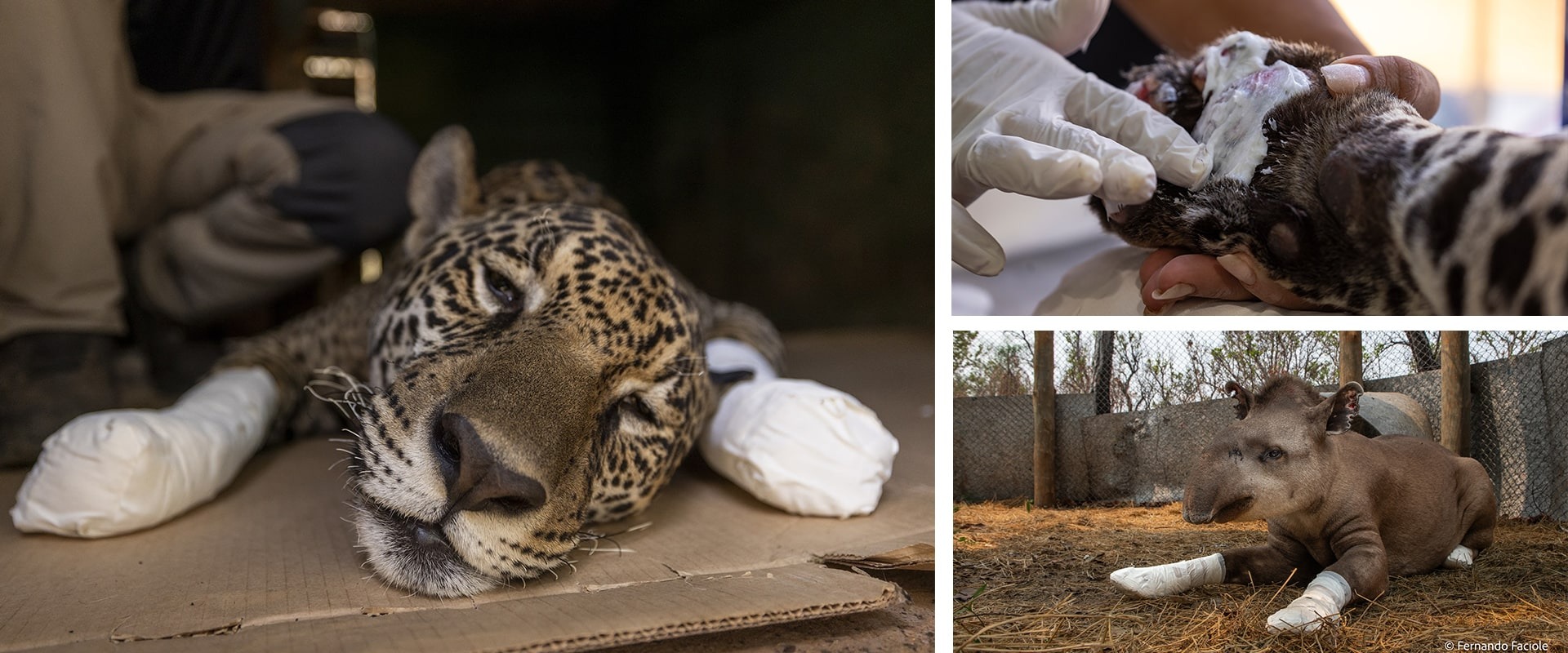 Humans aren't the only species impacted by these warming temperatures