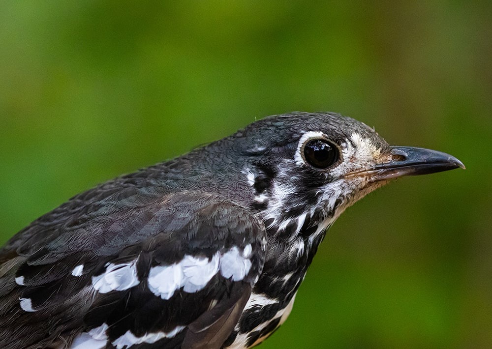 Ashy Thrush, by John Bibar of CCI-PH