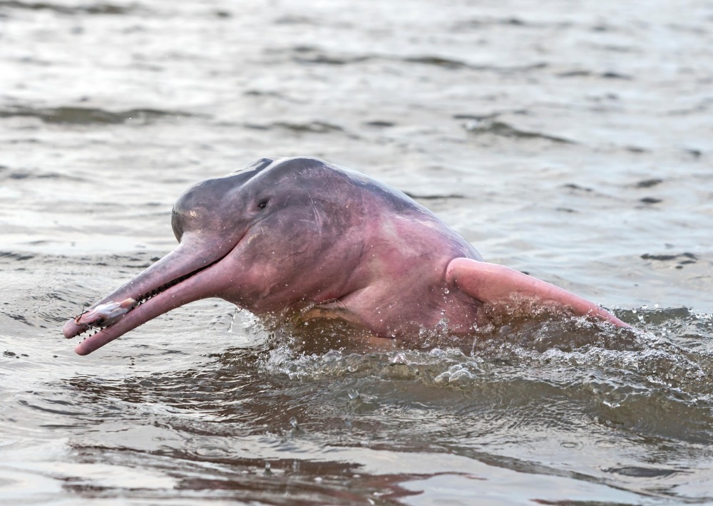 Amazon River Dolphin, also known as the Boto or Pink Dolphin, by Coulanges