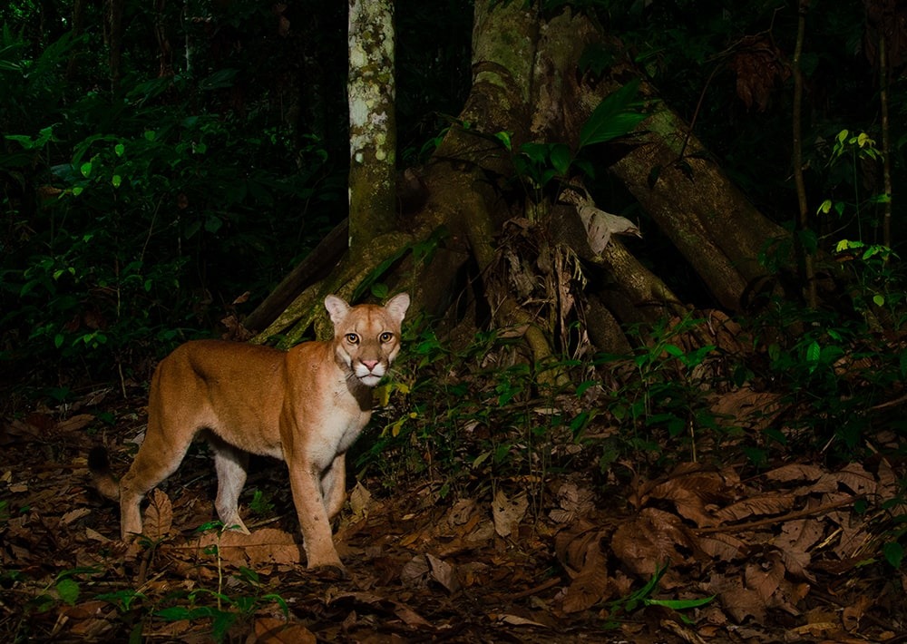 Cougar, courtesy Conservación Amazónica