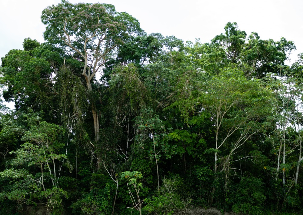 Forest in the project area, courtesy Conservación Amazónica