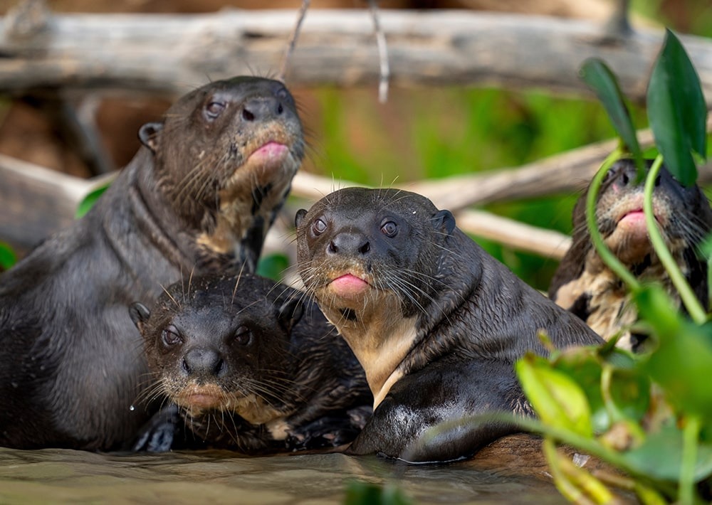 Giant Otters, by Zaruba Ondrej