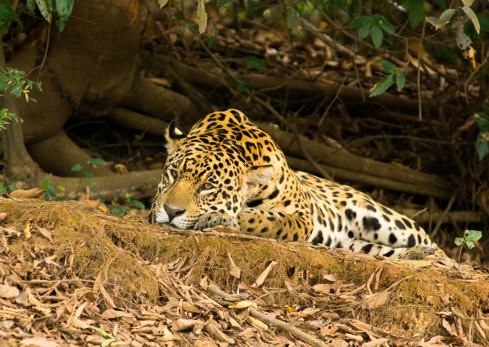 Jaguar, by Jeffrey Zack