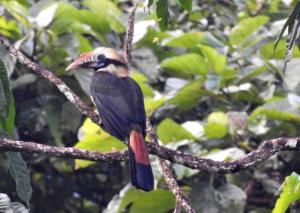 Mindoro Hornbill, by Ronet Santos (Wikimedia/CC)
