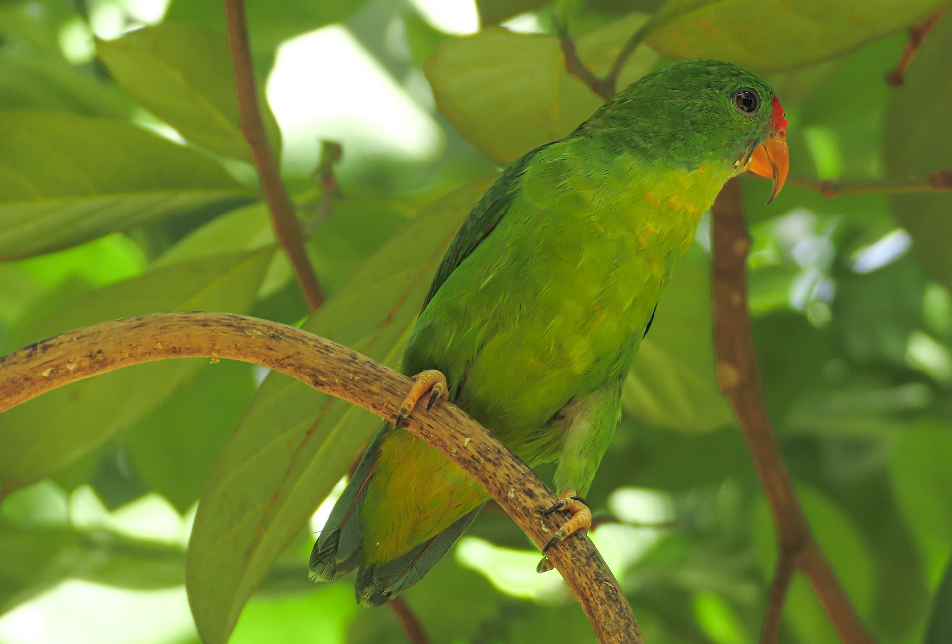 Philippine Hanging Parrot, courtesy of CCI-PH