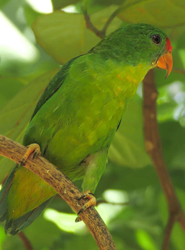 Philippine Hanging Parrot, courtesy of CCI-PH