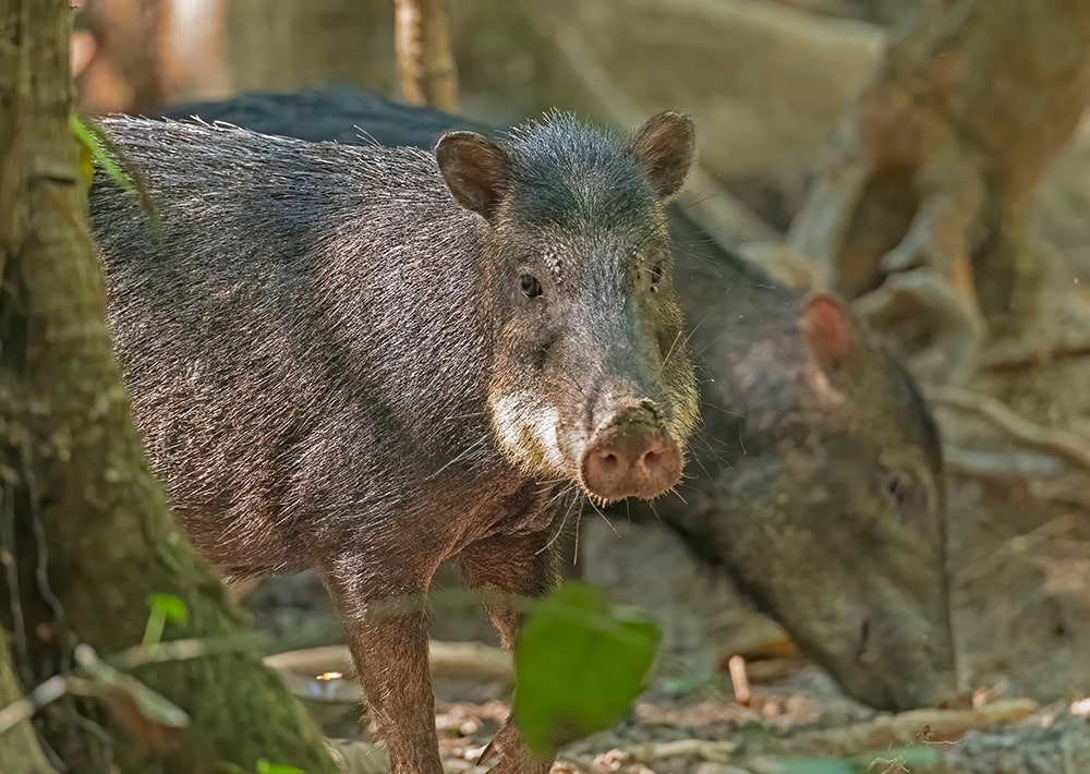 White-lipped Peccary, by Wildnerdpix