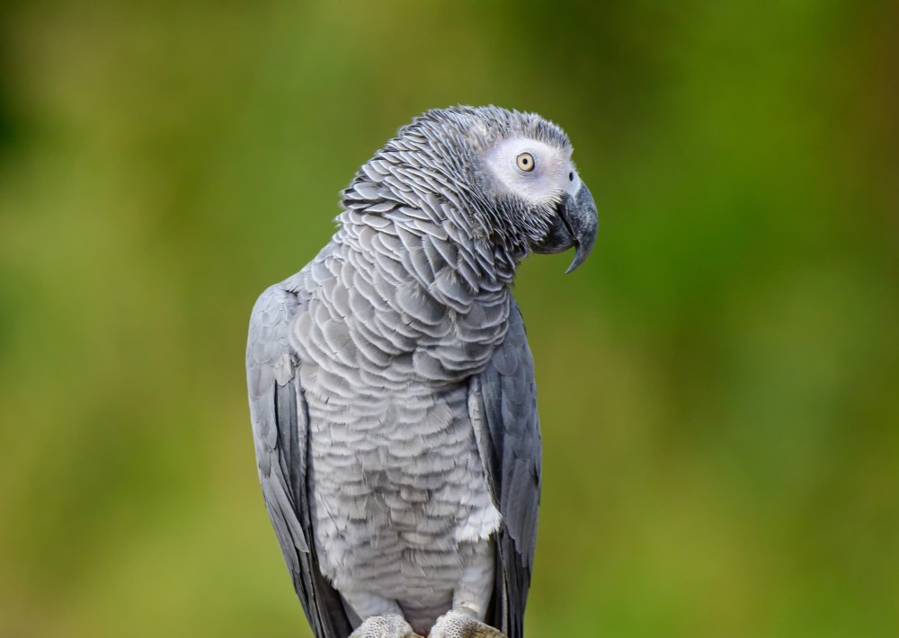 African Gray Timneh, by Ploypemuk