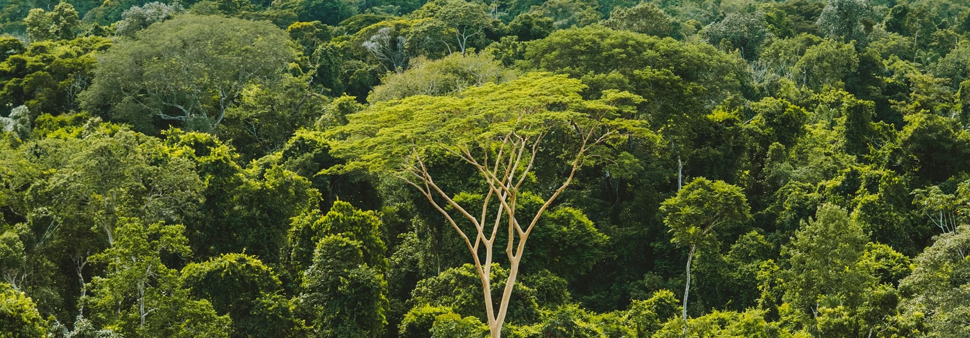 The Brazillian Amazon rainforest, by Rainforest Collection