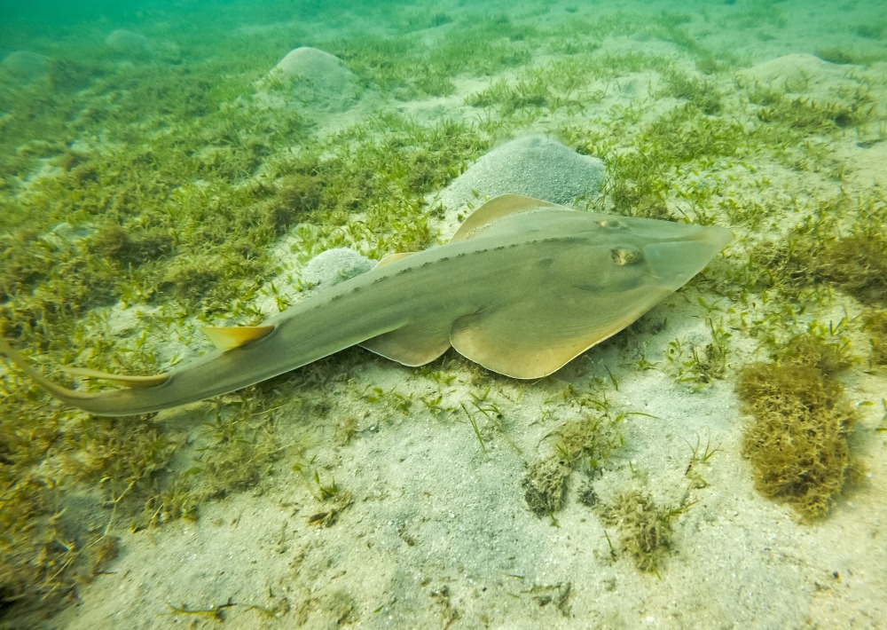 Common Guitarfish, by Andreas Wolochow