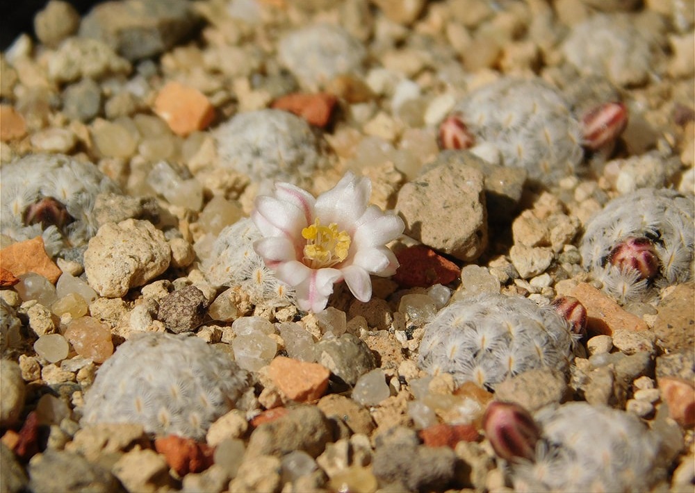 Mammillaria sanchez-mejoradae flower, Municipio Galeana, Nuevo León, Mexico, by Antonio Hernandez