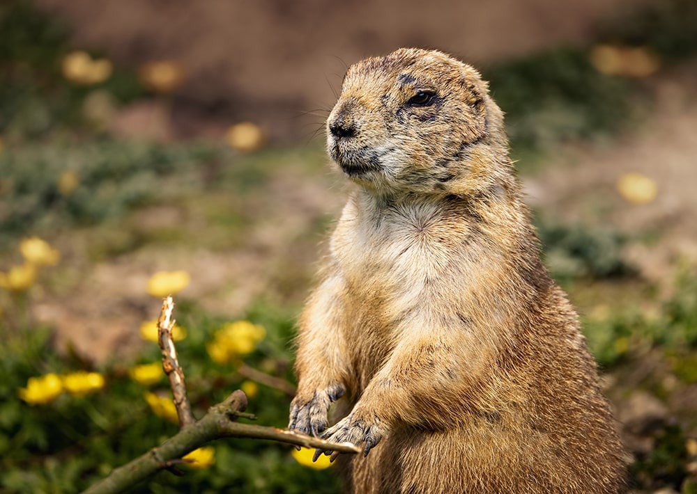 Mexican Prairie Dog, by Wirestock Creators