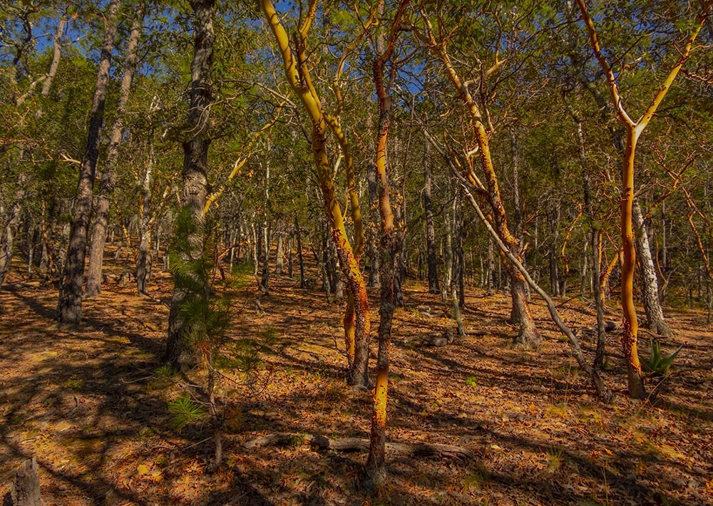 Landscape in Nuevo León, Mexico, by Antonio Hernandez