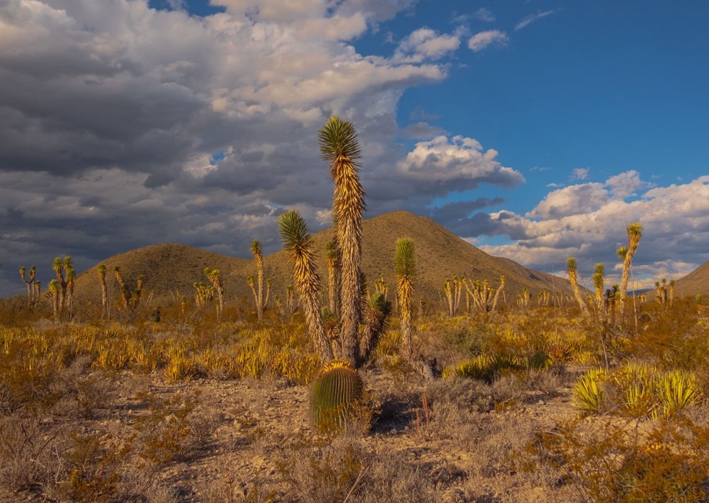 Landscape in Nuevo León, Mexico, by Antonio Hernandez