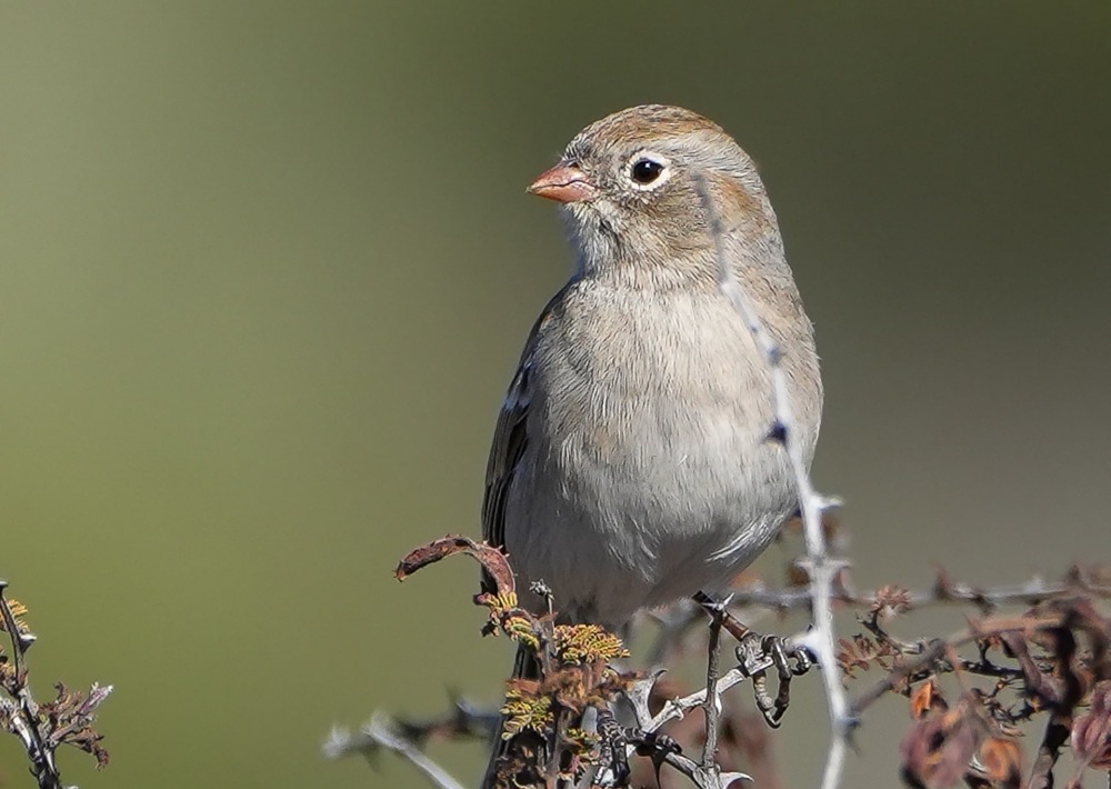 Worthen's Sparrow, by Pedro Guevara/Wikimedia Commons/CC by SA