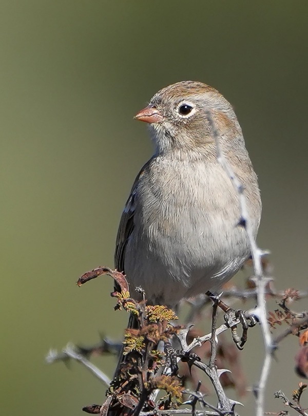 Worthen's Sparrow, by Pedro Guevara/Wikimedia Commons/CC by SA