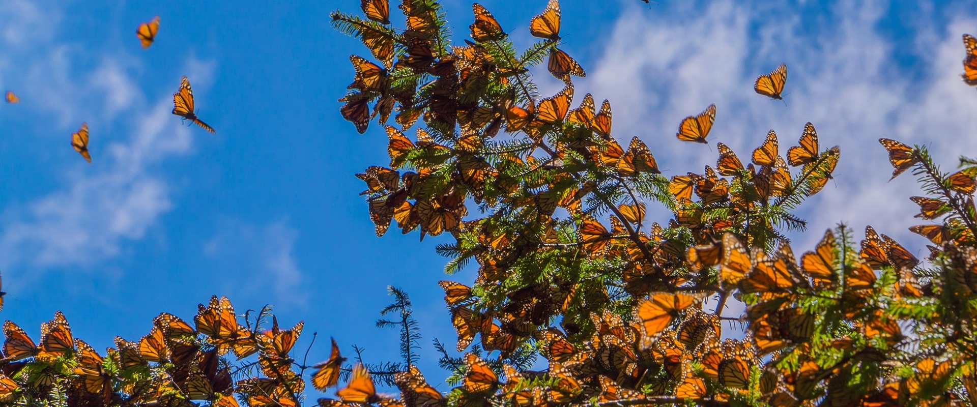 Endangered Monarch butterflies cluster on a tree