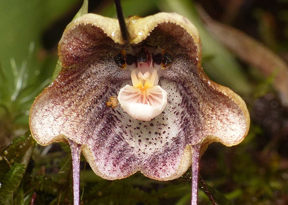 Dracula trigonopetala, courtesy Fundacion Ecominga