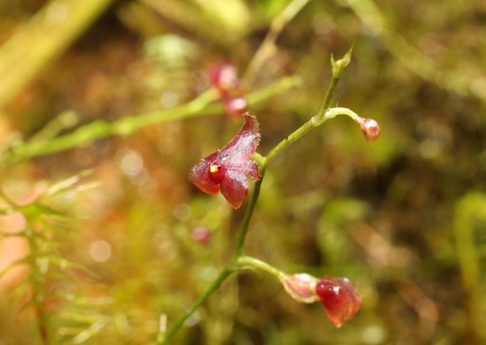 Platystele finleyae © Fundación EcoMinga