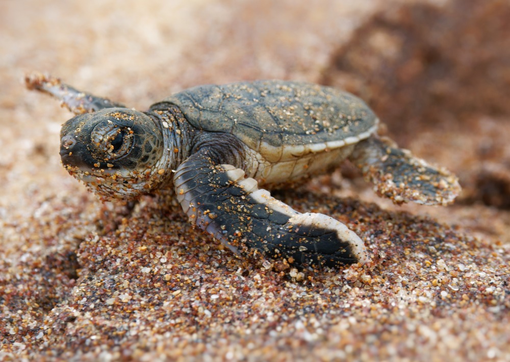 Green Sea Turtle Hatchling, by Martin Pelanek