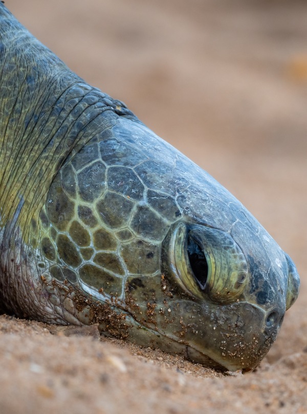 Green Sea Turtle, by Antoine Marchal