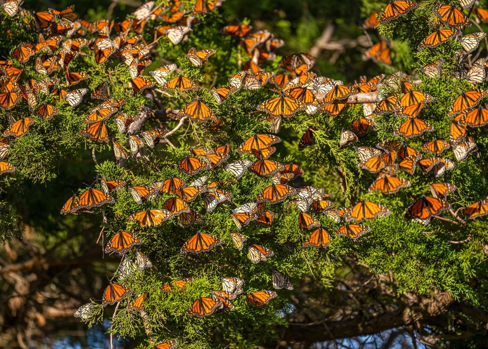 Monarch Butterflies, by Iv-Olga