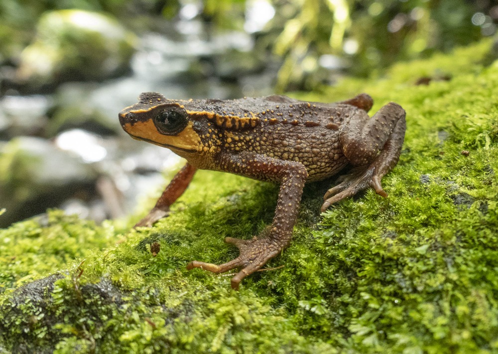 Carchi Andes Toad © Fundación EcoMinga