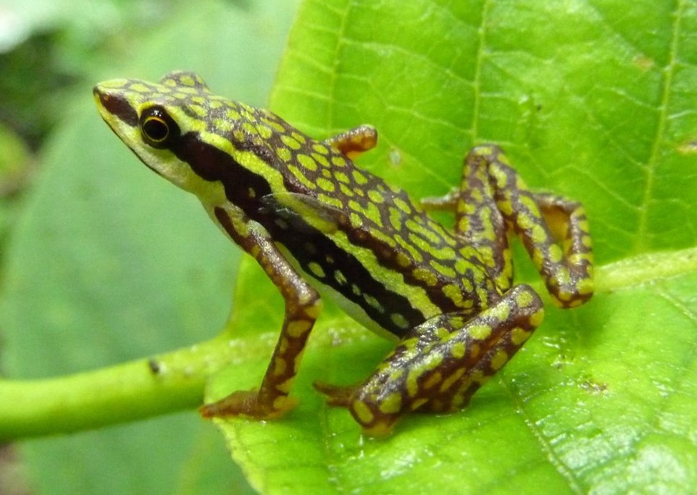Rio Faisanes Stubfoot Toad, by Andreas Kay/Wikimedia Commons