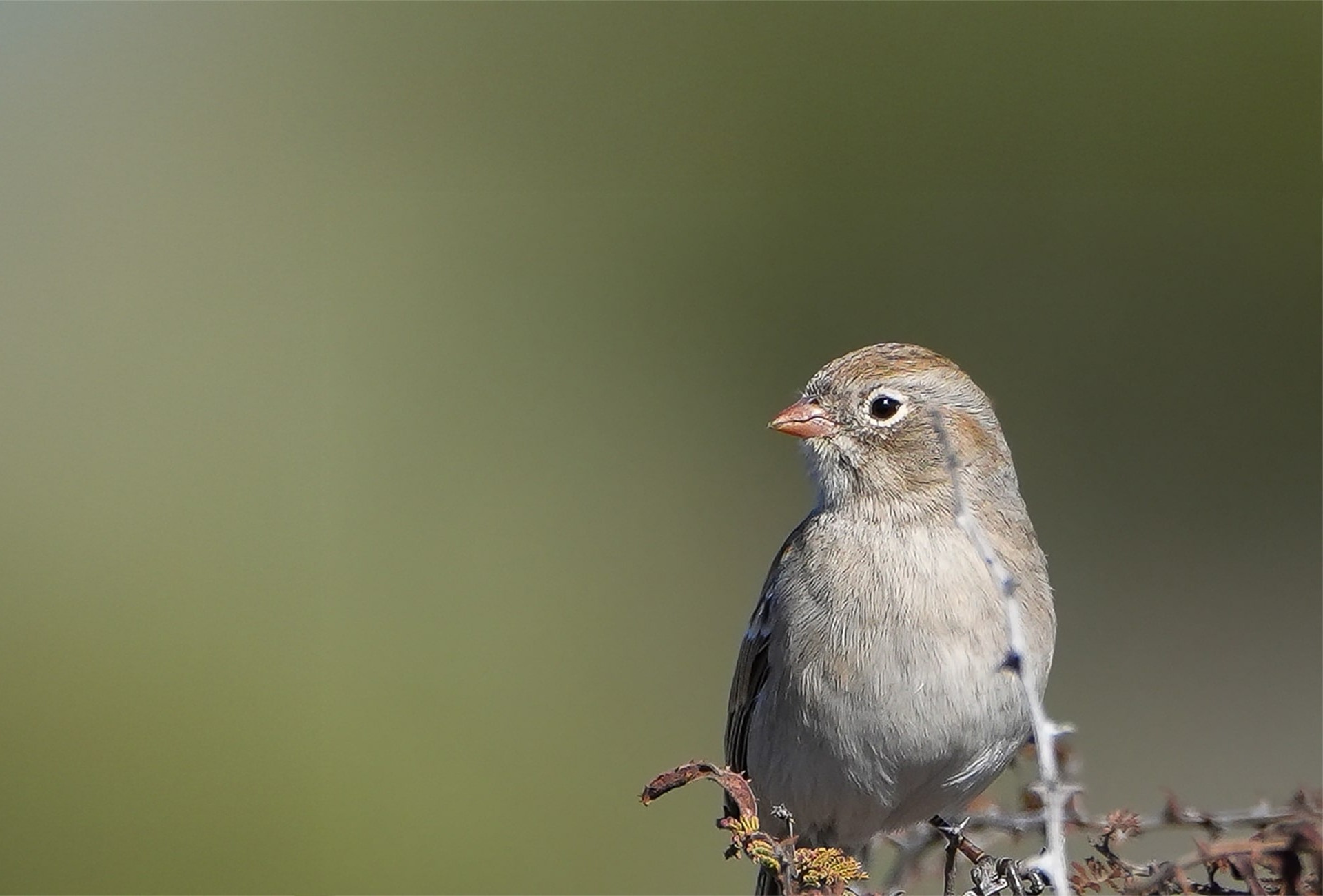Worthen's Sparrow, by Pedro Guevara/Wikimedia Commons