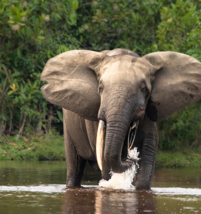 African Forest Elephant, by Michal Varga