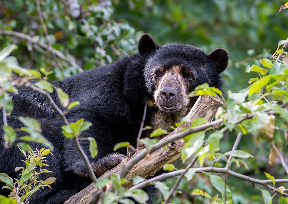 Andean Bear, by Doubleclix