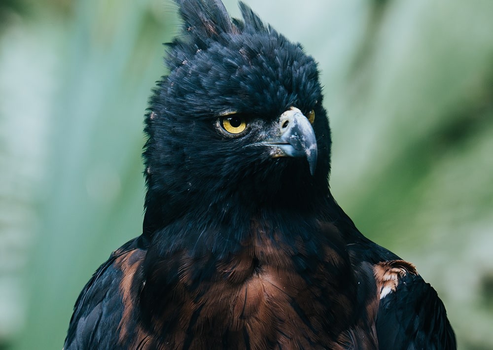 Black-and-chestnut eagle, by Camilo Robayo