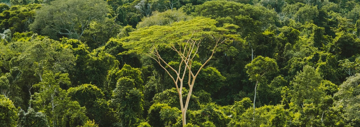The Brazillian Amazon rainforest, by Rainforest Collection