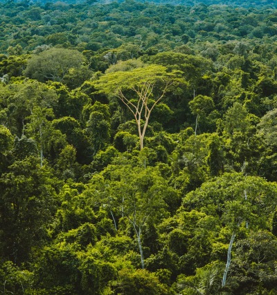 The Brazillian Amazon rainforest, by Rainforest Collection