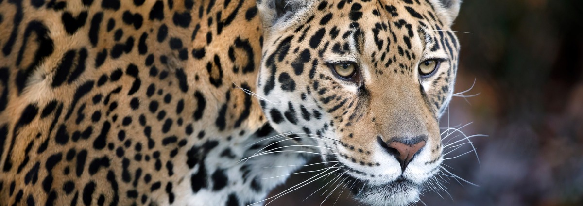 The Jaguar, by Edwin Butter