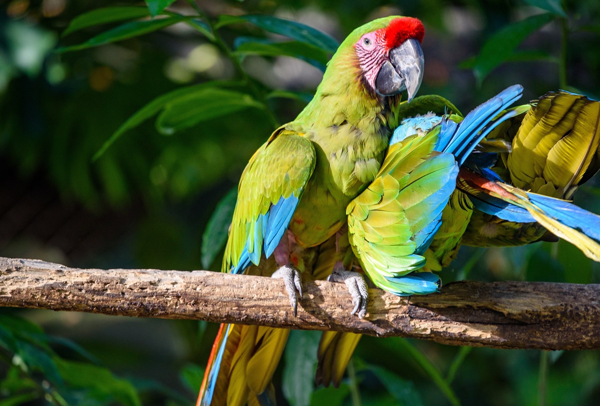 Military Macaw, by Alejandro Sanchez Ortiz